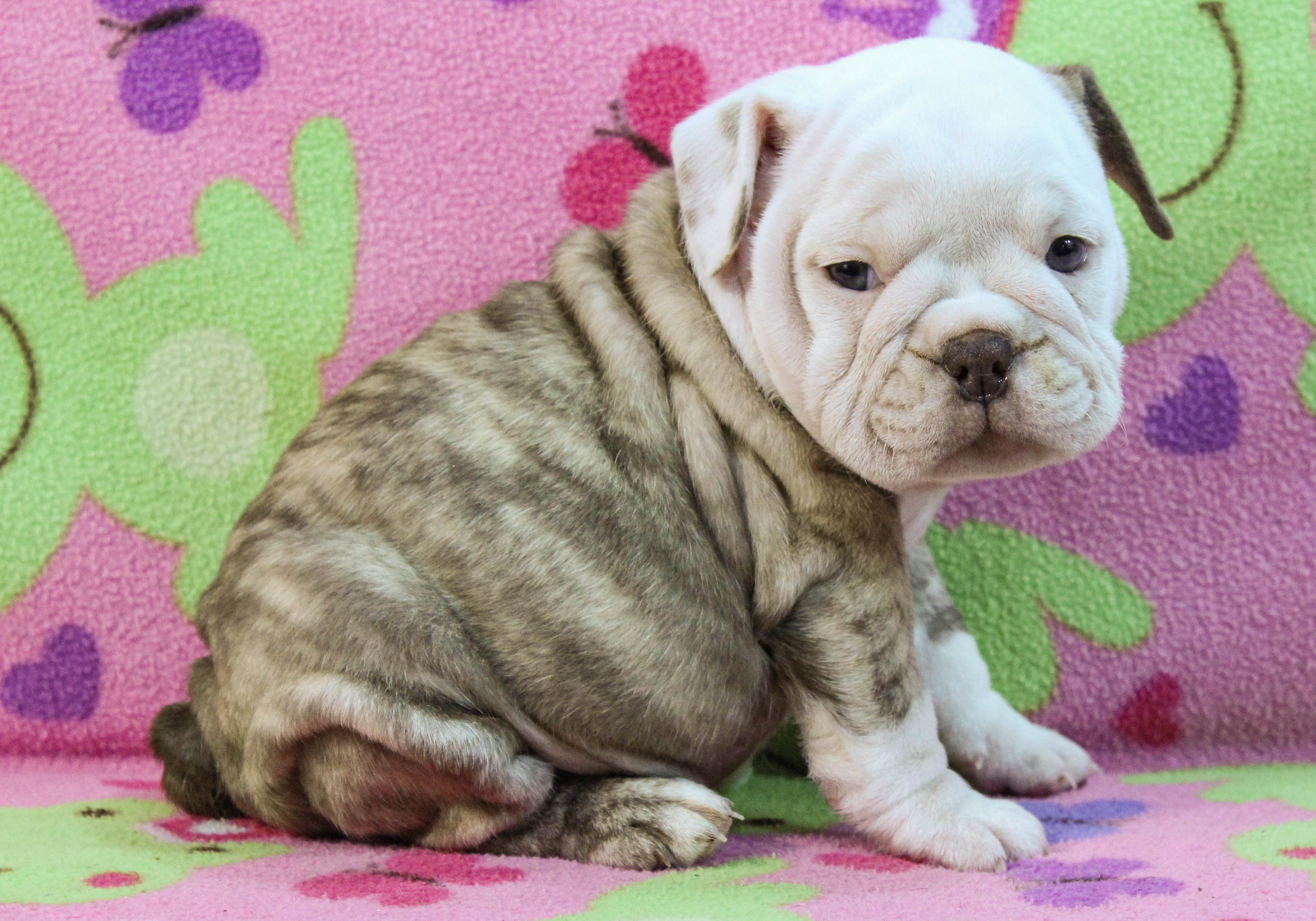 Home of the Smaller AKC English Bulldog Puppies - Newbies