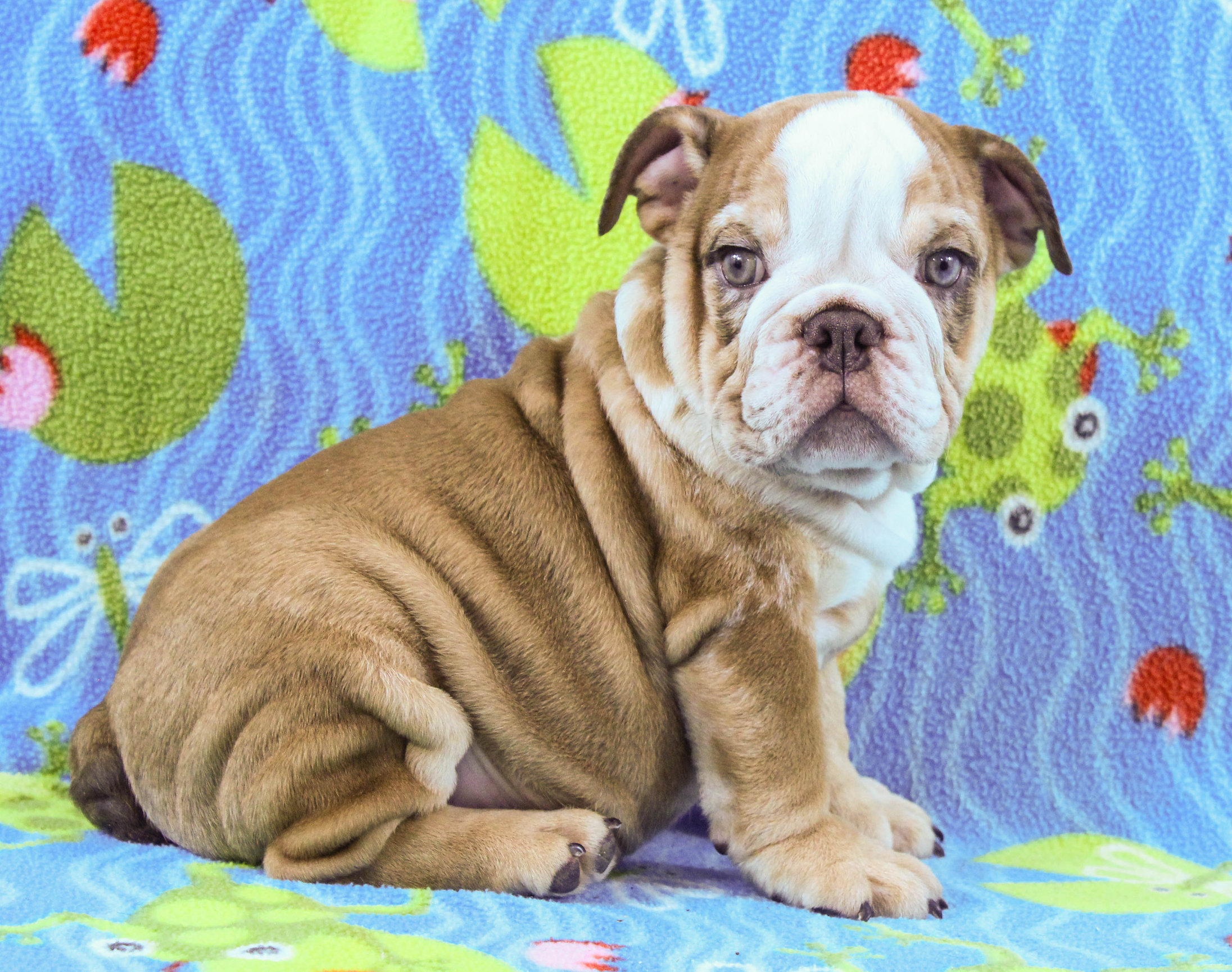 Puppies - Newbies | Sugarplum Bulldogs smaller English Bulldog Puppies, image size:2192x1730
