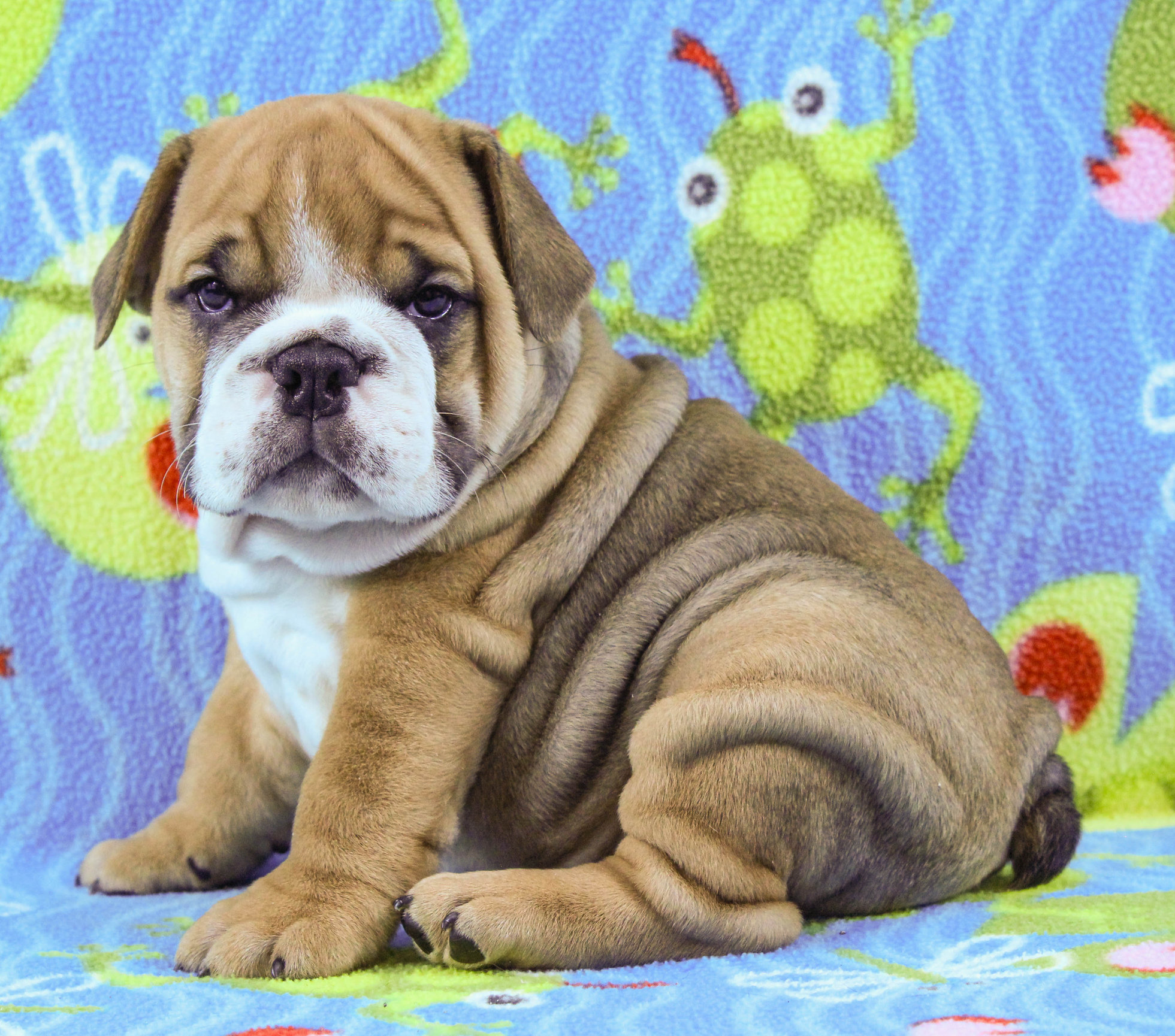 Home of the Smaller AKC English Bulldog Puppies - Newbies