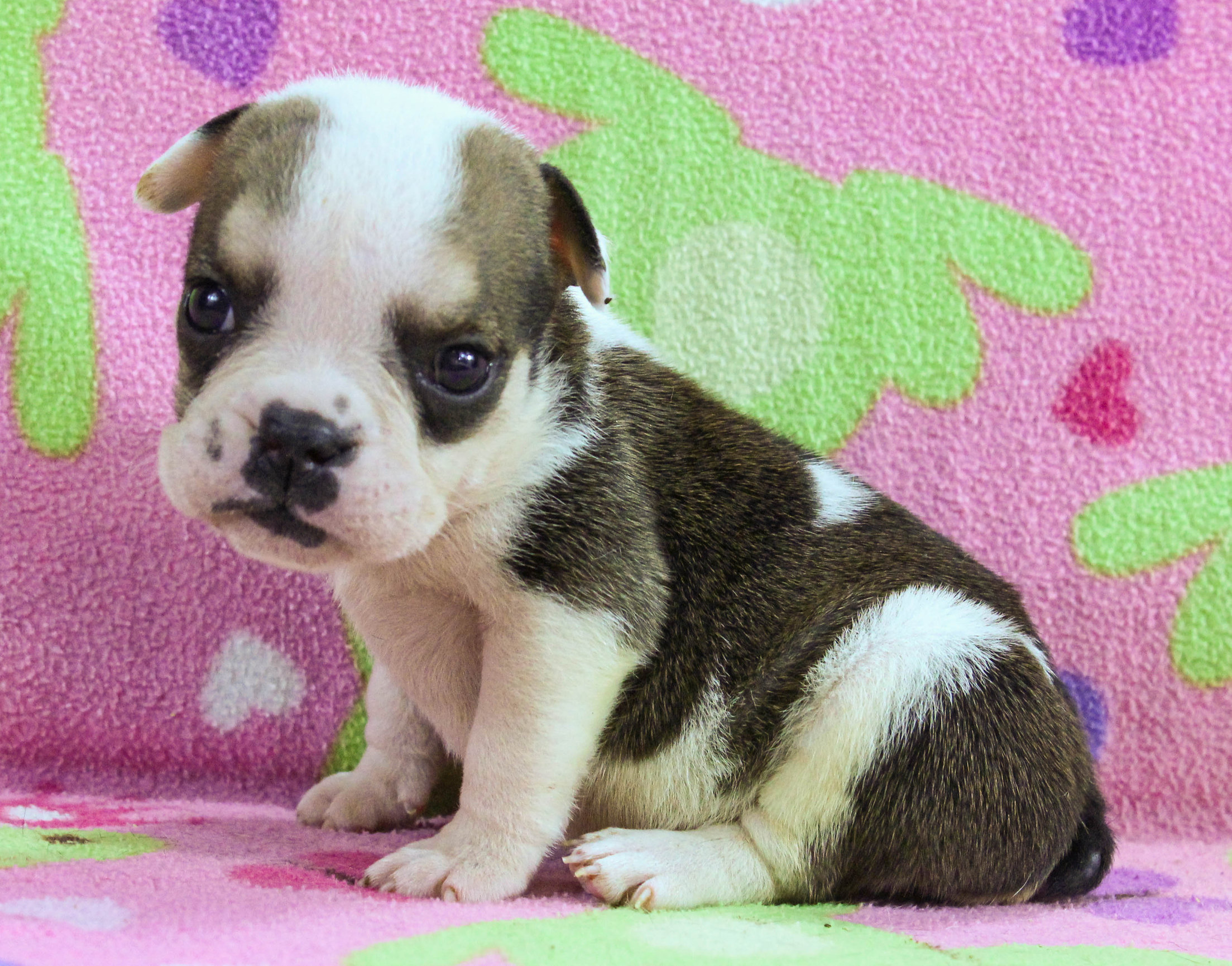 Home of the Smaller AKC English Bulldog Puppies - Newbies