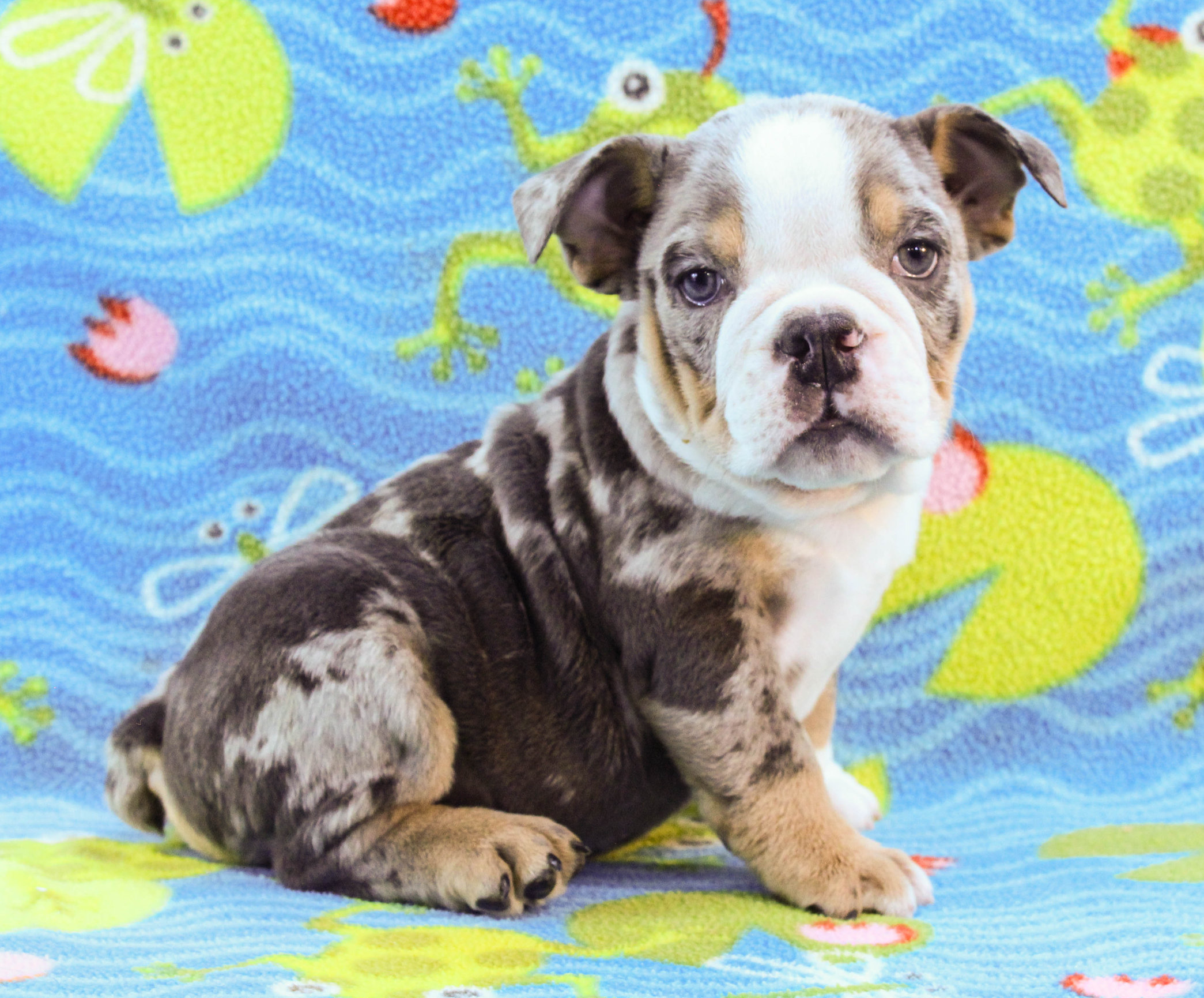 Home of the Smaller AKC English Bulldog Puppies - Newbies
