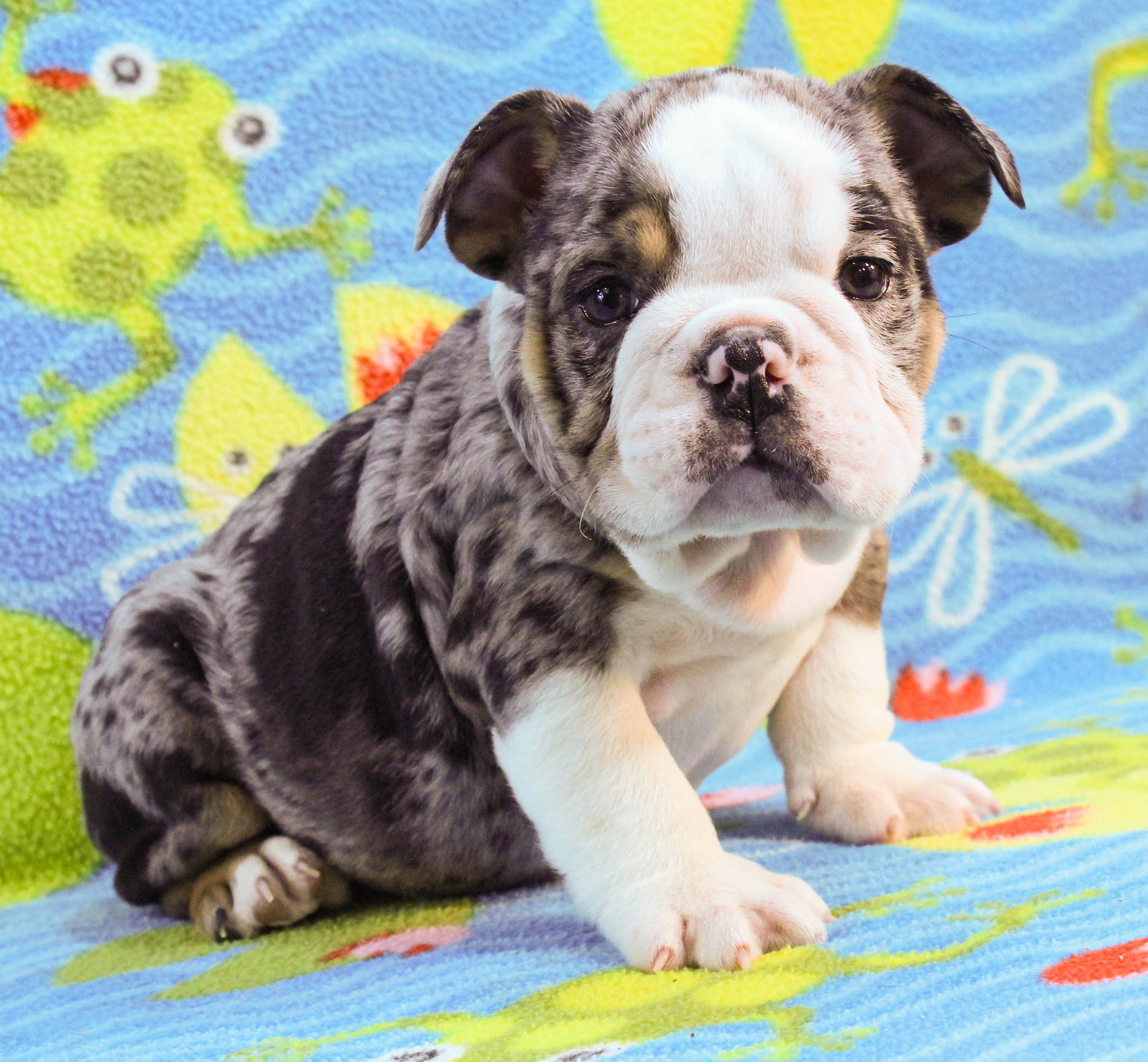 Home of the Smaller AKC English Bulldog Puppies - Newbies