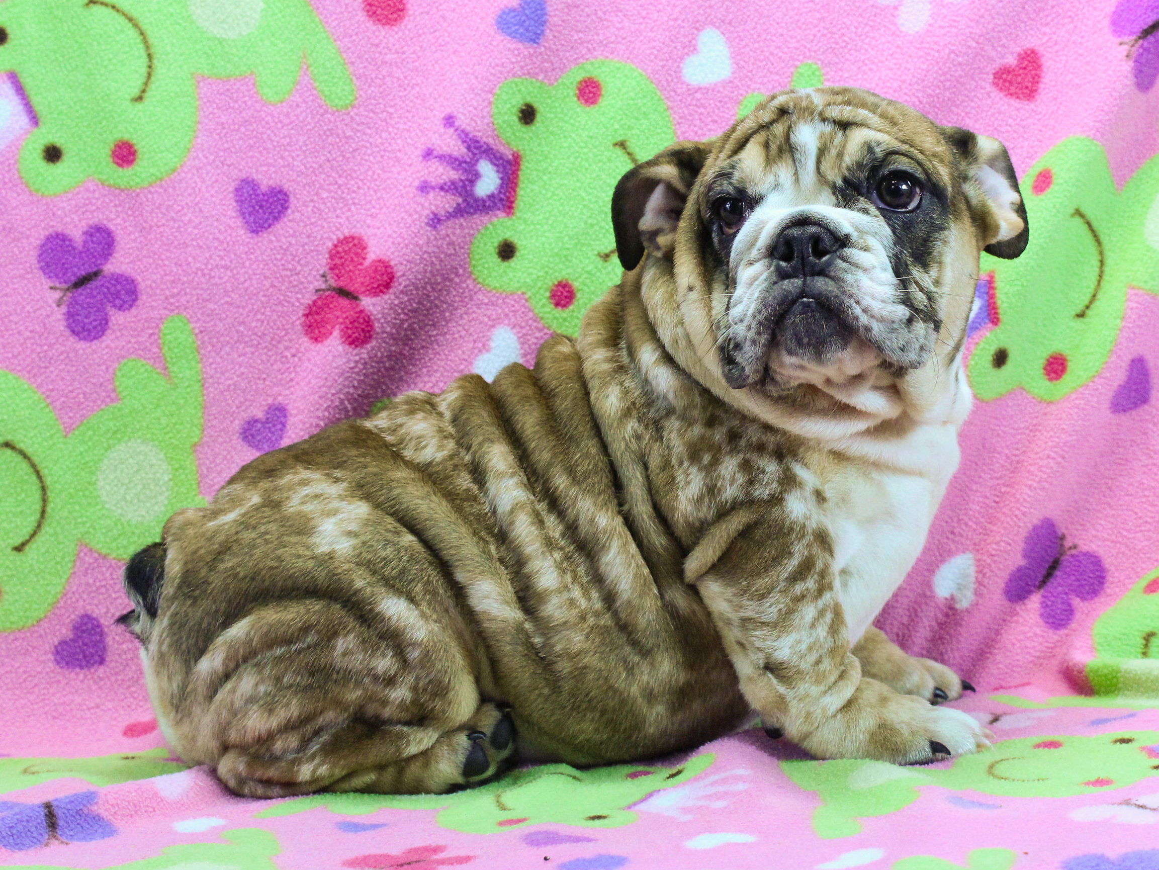 Home of the Smaller AKC English Bulldog Puppies - Newbies