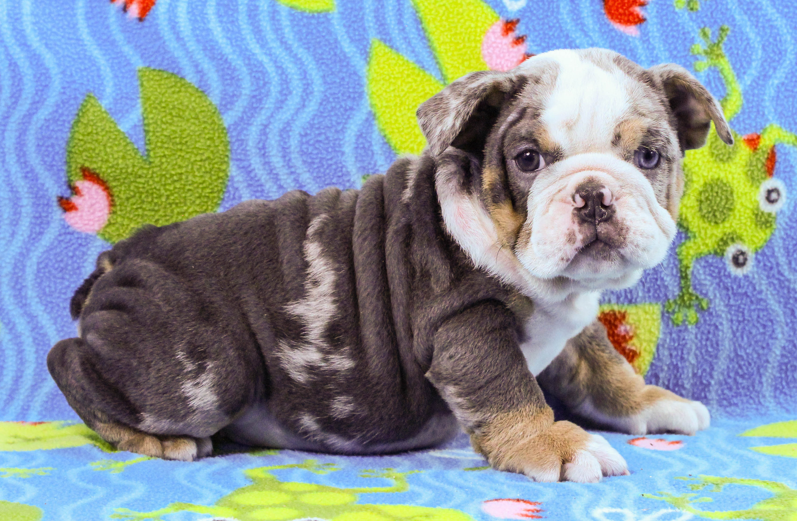 Home of the Smaller AKC English Bulldog Puppies - Newbies