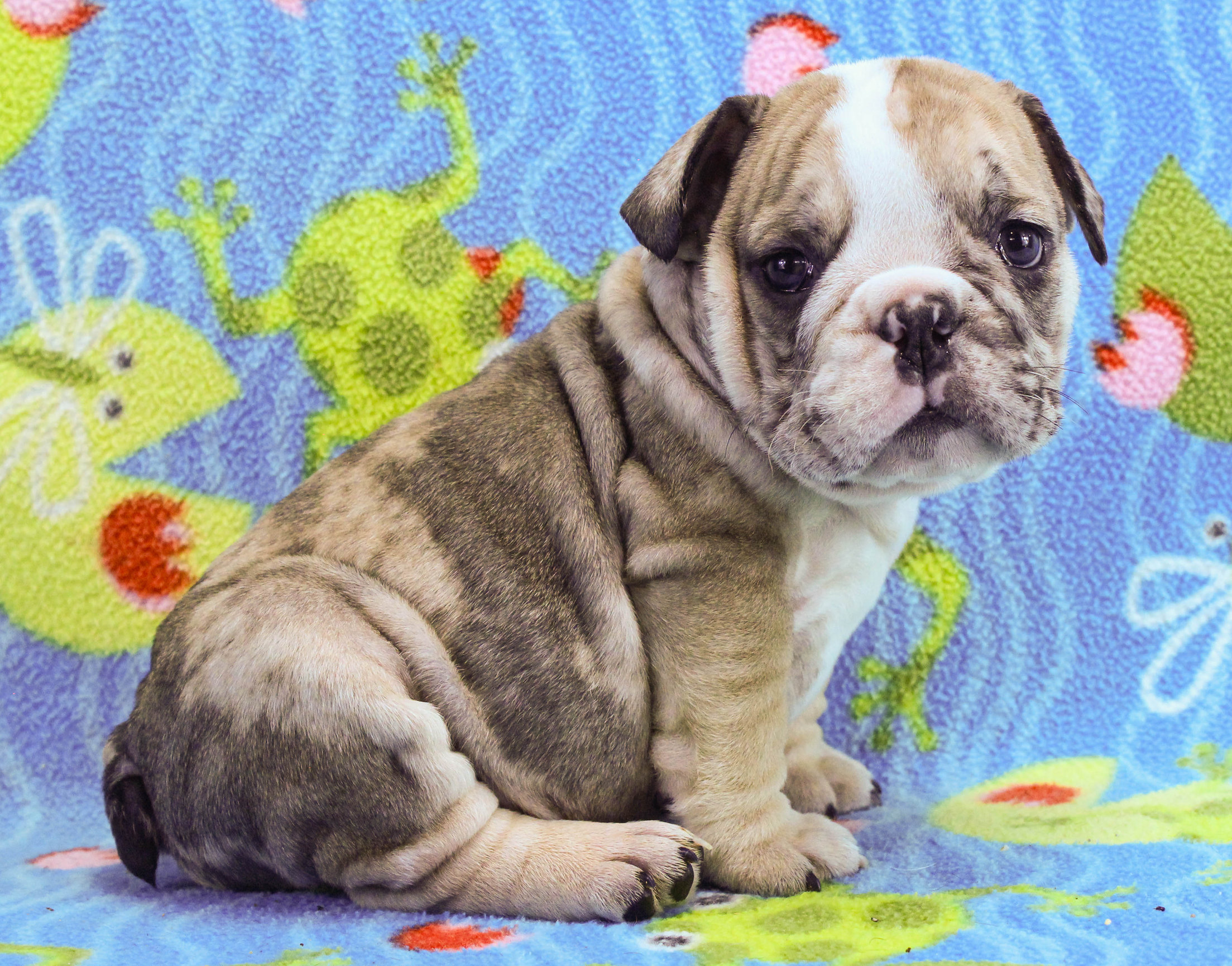 Home of the Smaller AKC English Bulldog Puppies - Newbies
