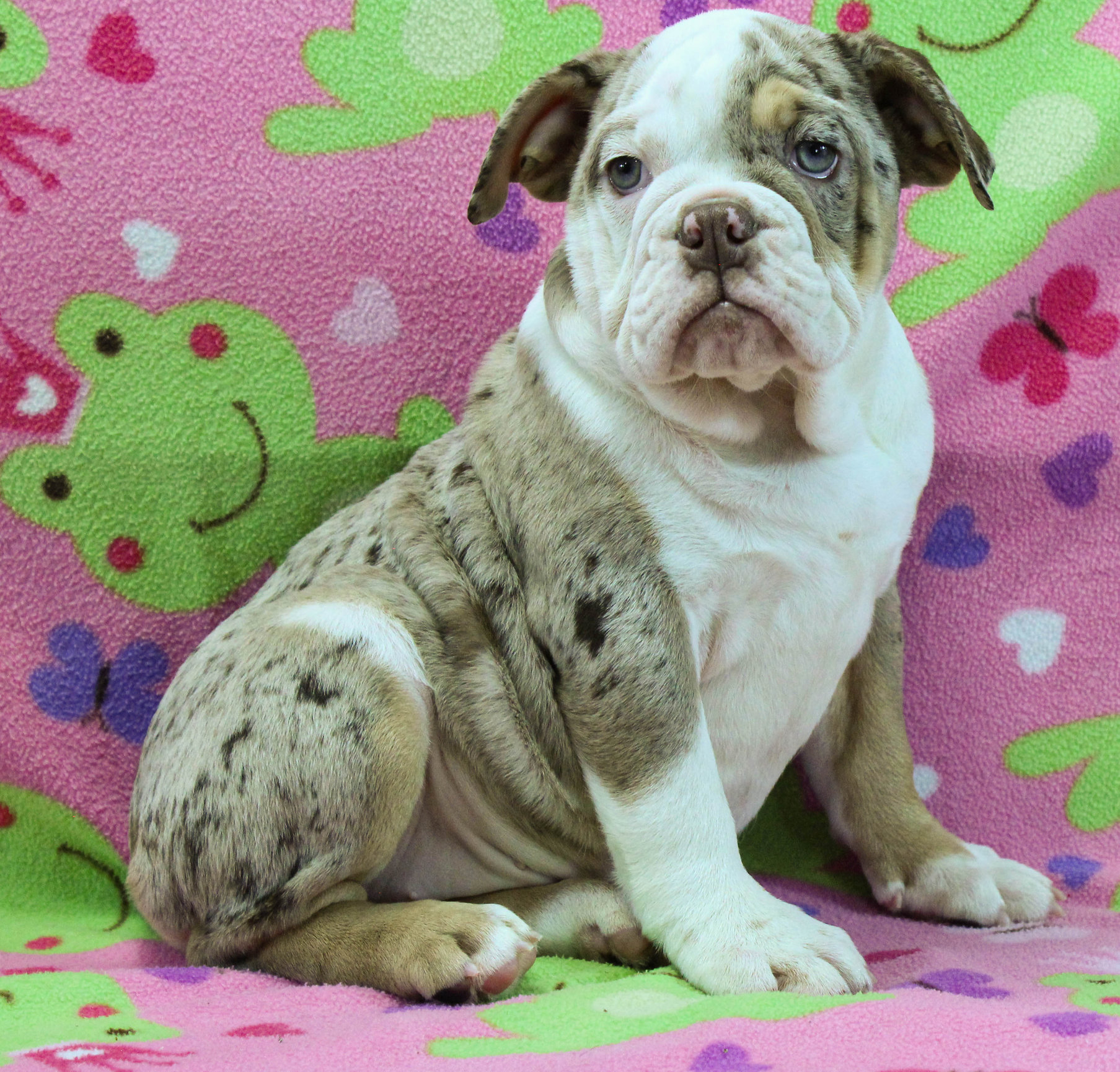 Home of the Smaller AKC English Bulldog Puppies - Newbies