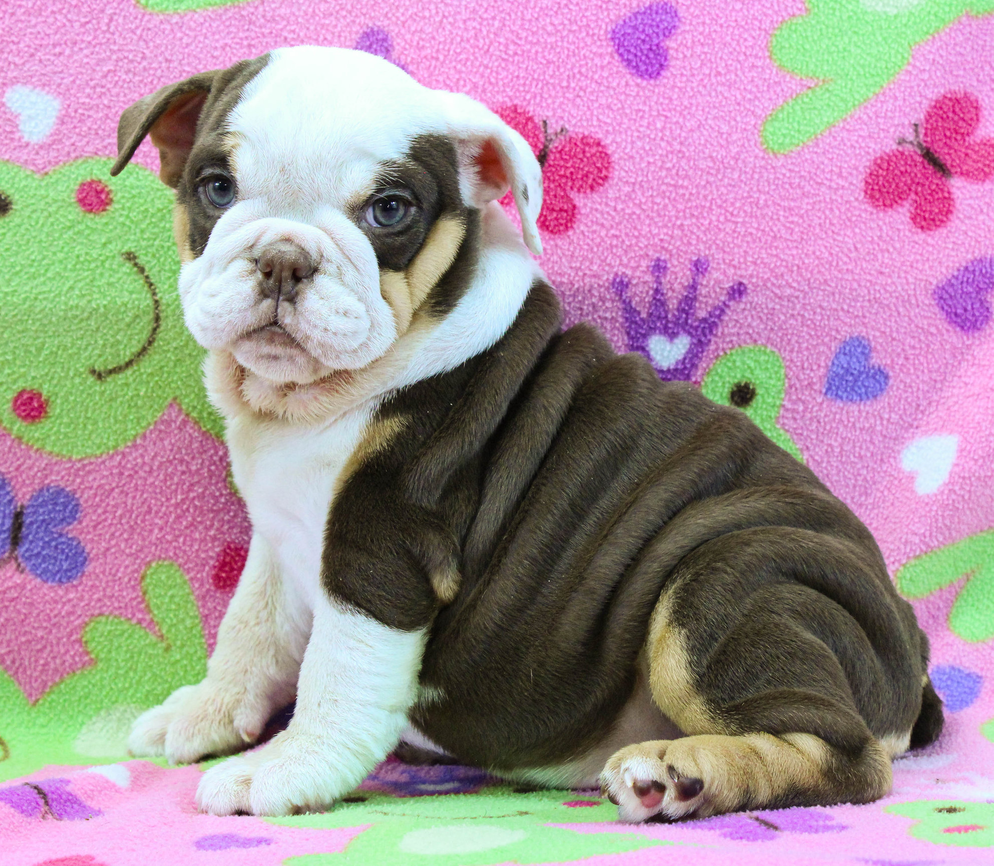 Home of the Smaller AKC English Bulldog Puppies - Newbies