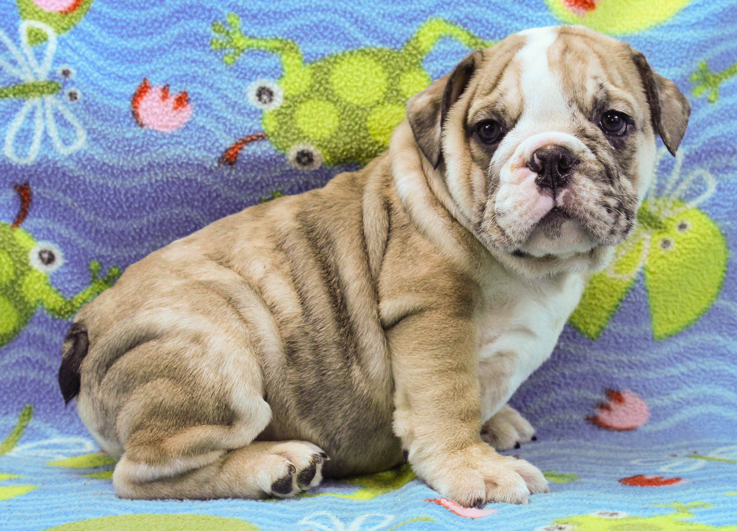Home of the Smaller AKC English Bulldog Puppies - Newbies