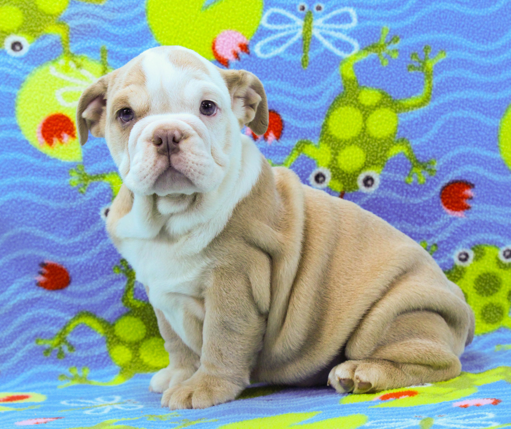 Home of the Smaller AKC English Bulldog Puppies - Newbies