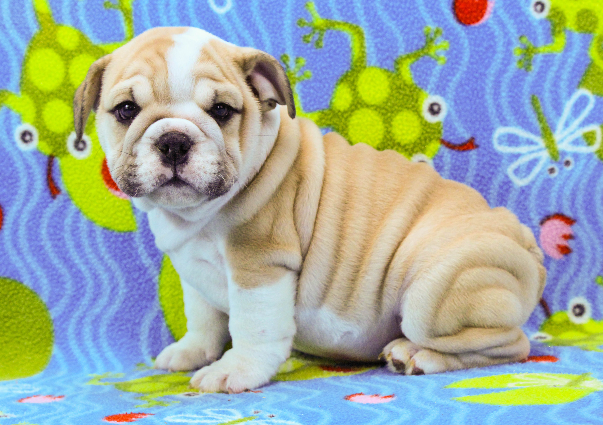 Home of the Smaller AKC English Bulldog Puppies - Newbies