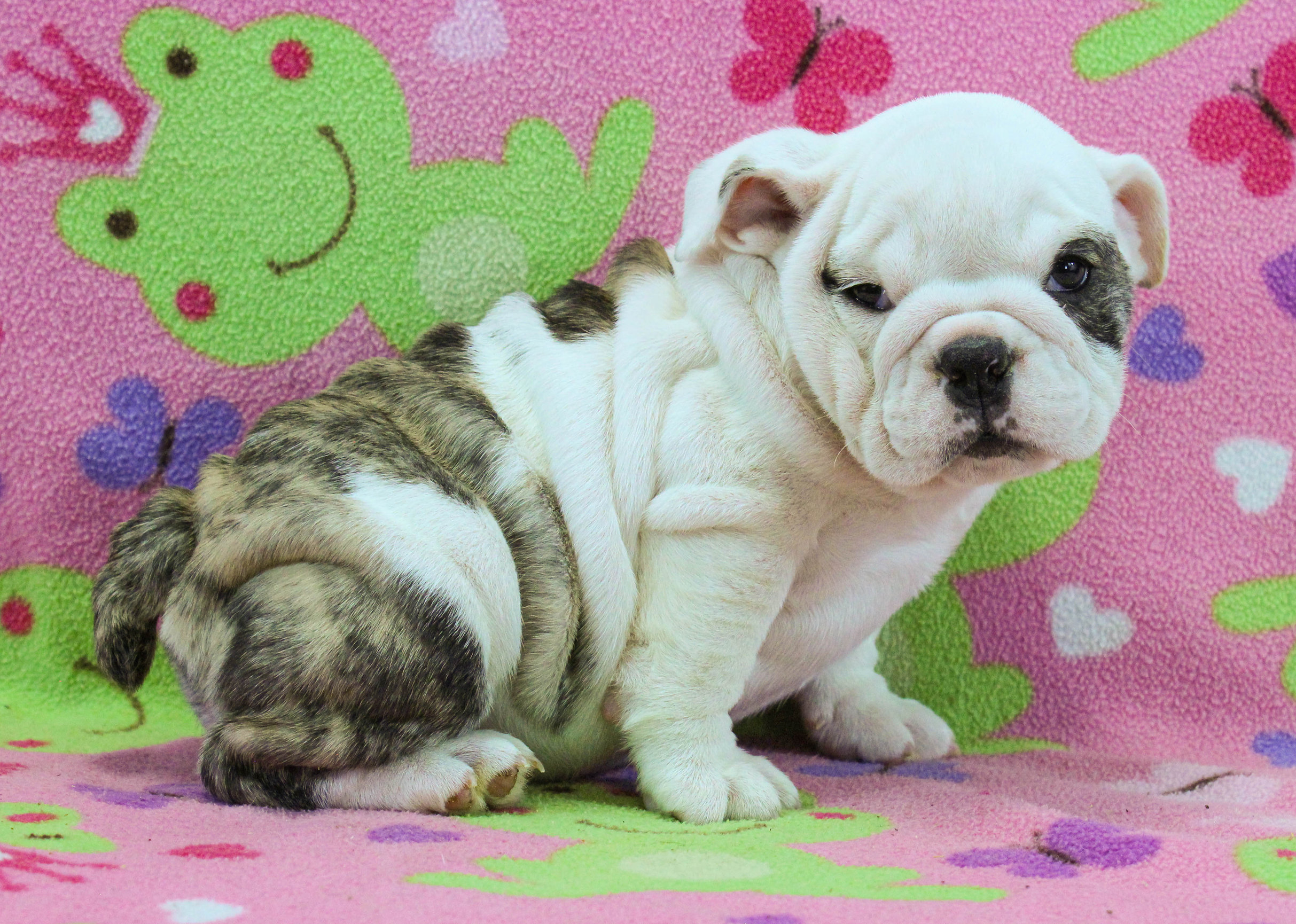 Home of the Smaller AKC English Bulldog Puppies - Newbies
