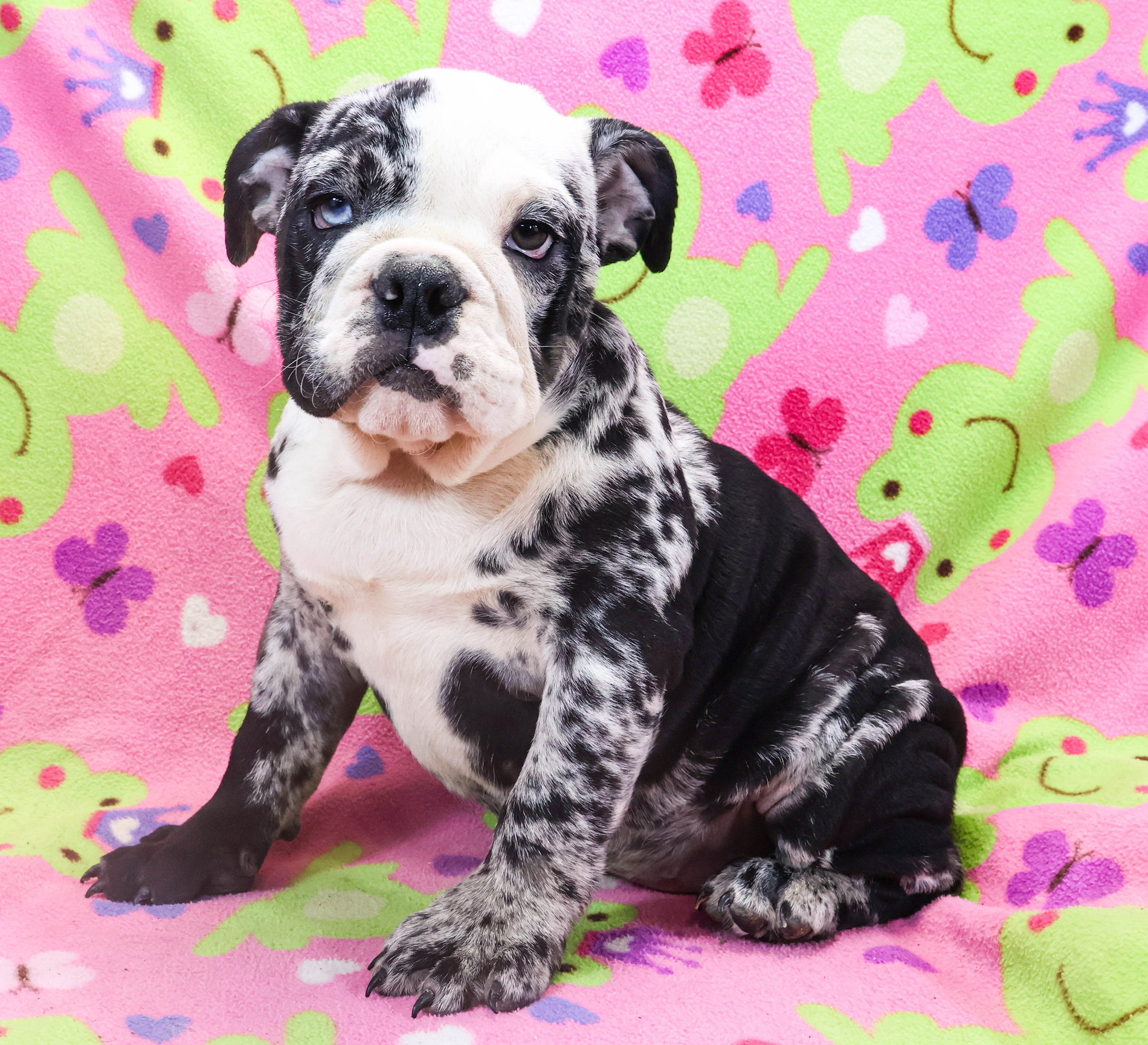 Home of the Smaller AKC English Bulldog Puppies - Newbies