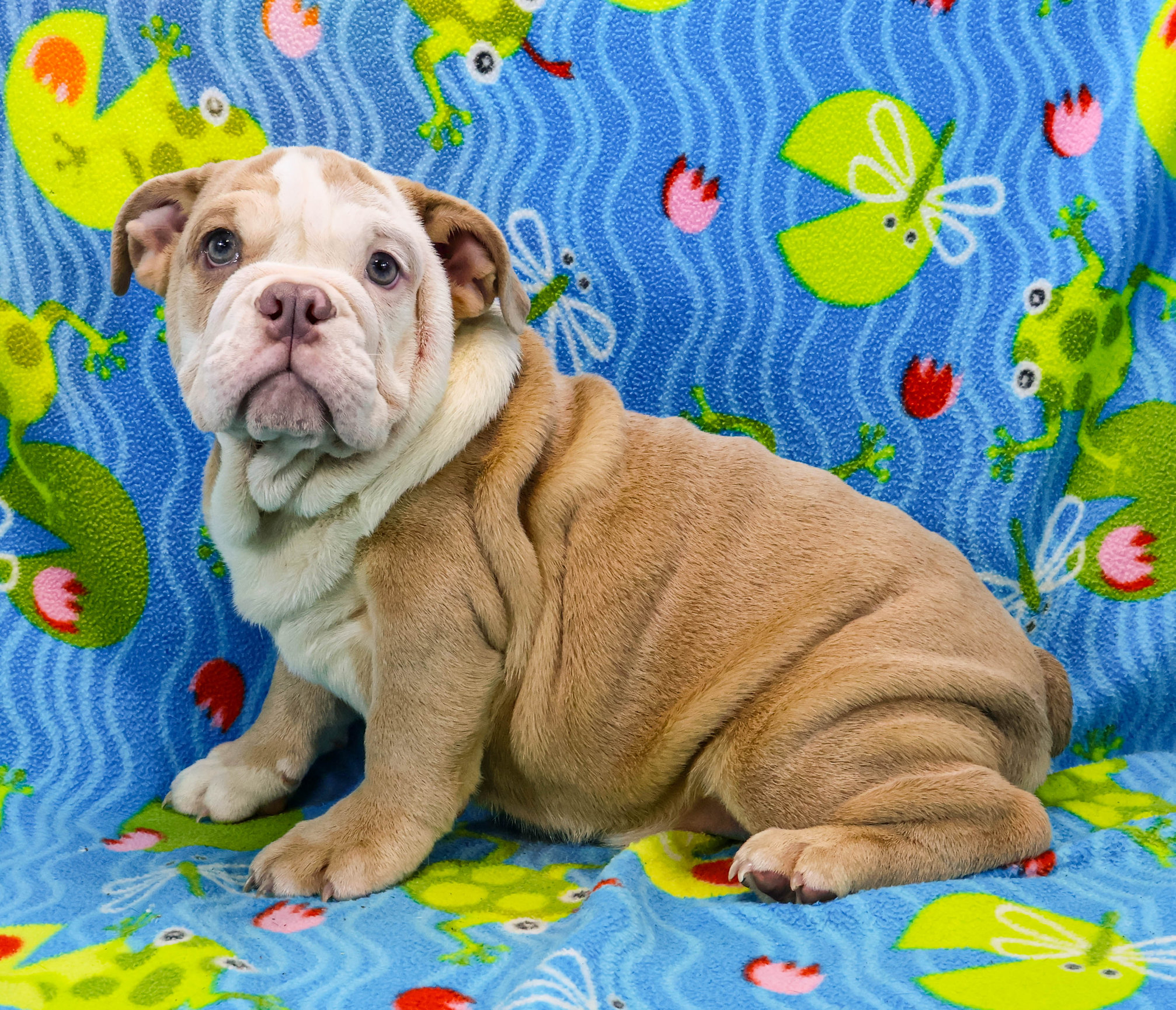 Home of the Smaller AKC English Bulldog Puppies - Newbies