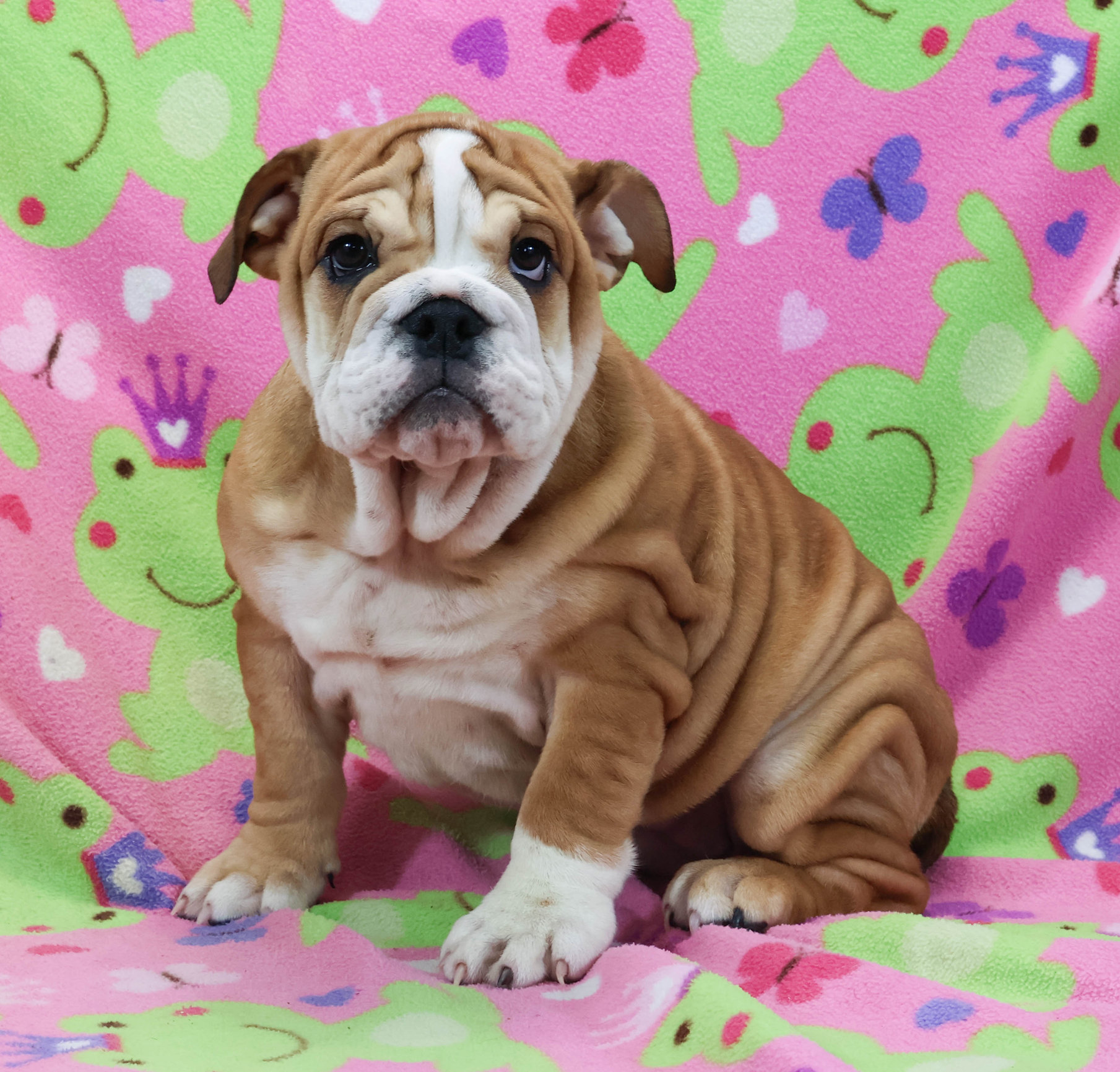 Home of the Smaller AKC English Bulldog Puppies - Newbies