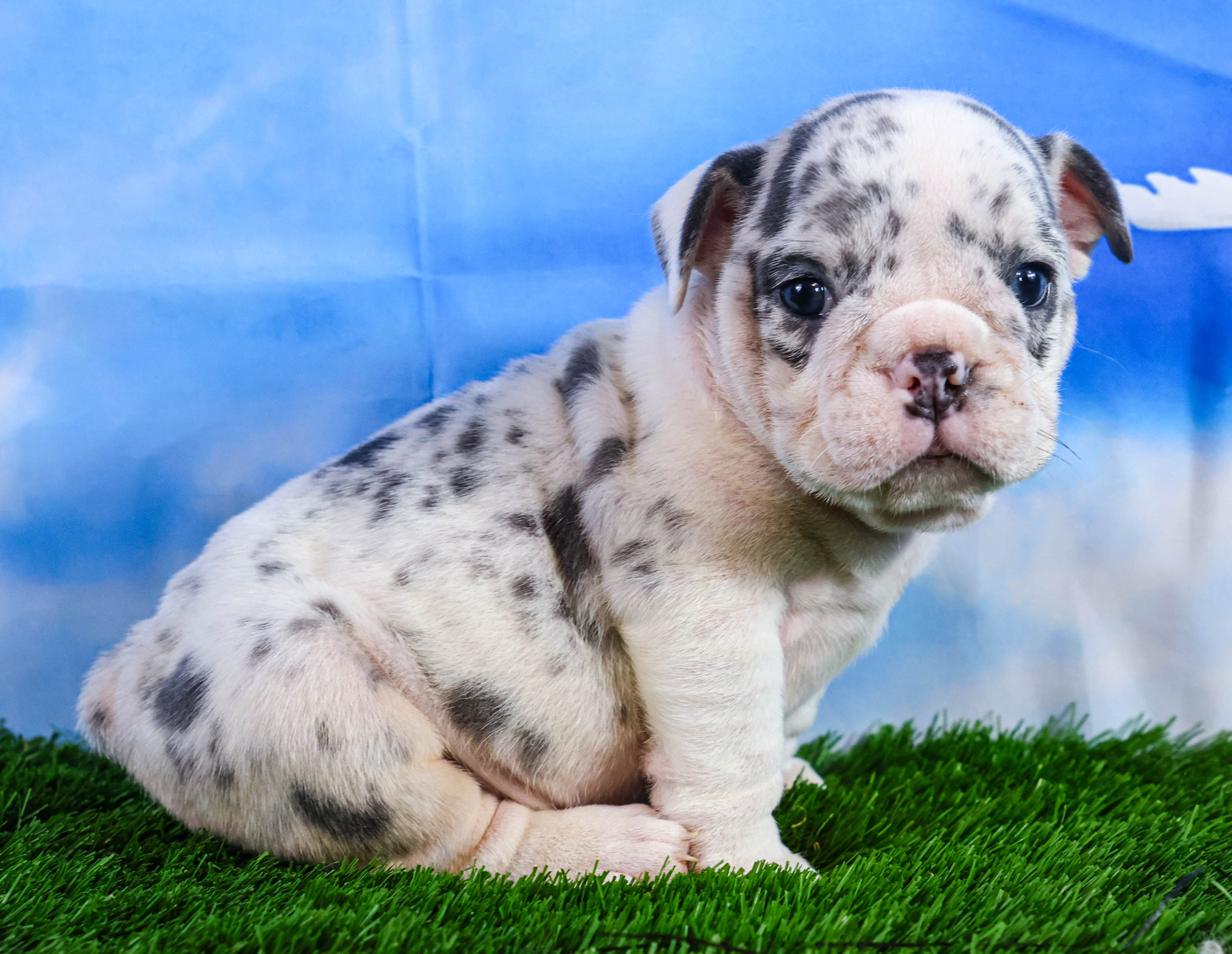 Home of the Smaller AKC English Bulldog Puppies - Newbies