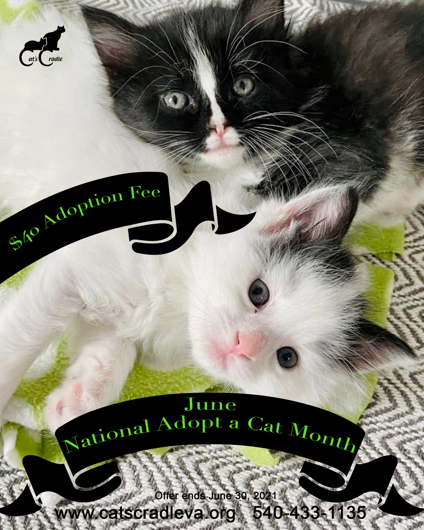 June is National Adopt a Cat Month Cat's Cradle