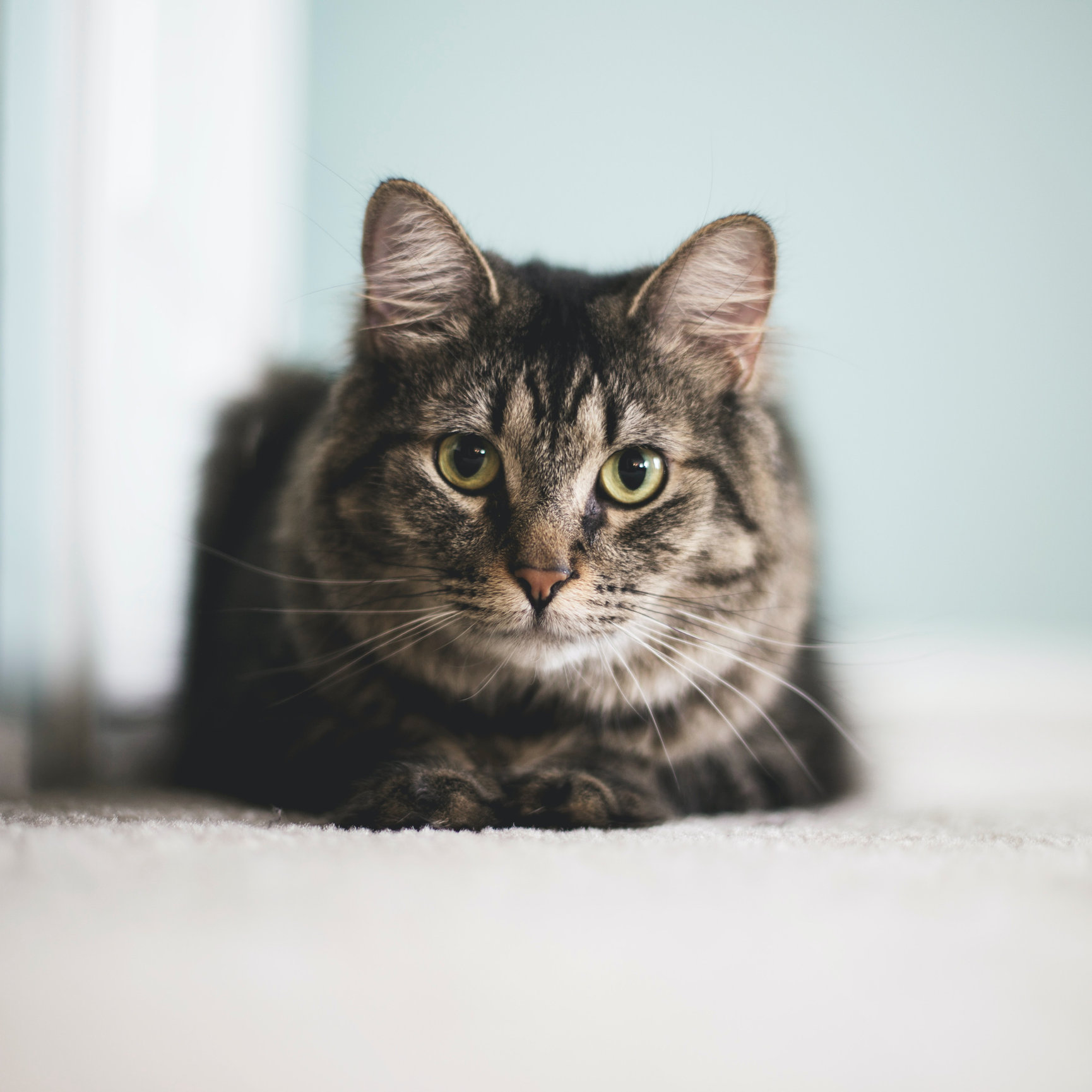 3-year-purevax-rabies-for-cats-humane-society-of-the-piedmont
