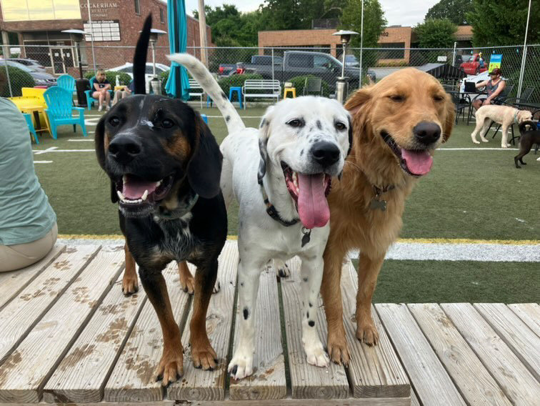 Greensboro, NC Dog Park & Pub | Doggos Dog Park and Pub