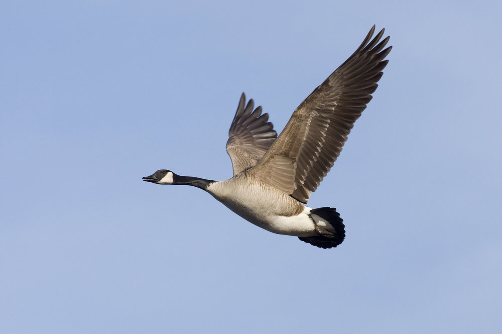 How To Get Rid Of Geese Goose Masters